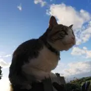 白石の画像