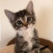 tabby♡売切れ品も取寄せ可能です！の画像