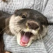 パグわんこ