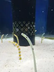 ぷぷの画像