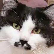 まんじゅう