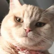 まつぱいんの画像
