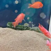コウの画像