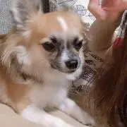 ミントの画像