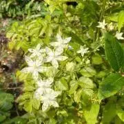 きーな❁¨̮(プロフ必読)の画像
