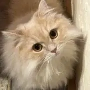 ララ