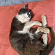 白黒の画像