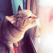 めんたい子