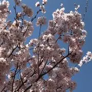 はる★の画像