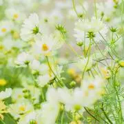 suchik0の画像