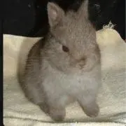 カビゴンの画像