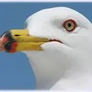 株式会社ポクレルの画像
