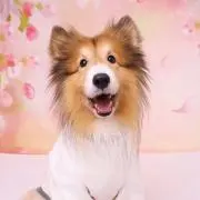 LisaGasの画像