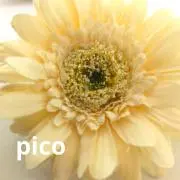 picoの画像