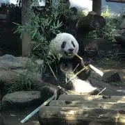 おーさんの画像