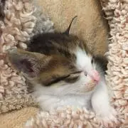 よーちゃん