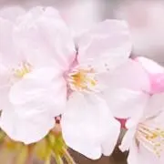 yoshiの画像