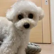 lilyの画像