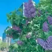 K☆Cの画像