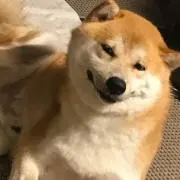 tatoの画像