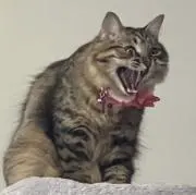 にゃんの画像