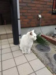 しろにゃんの画像