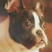 チェックの画像