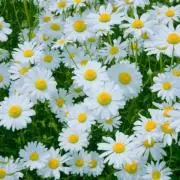 はな✿