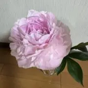 Mの画像