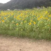 ひまわりの画像