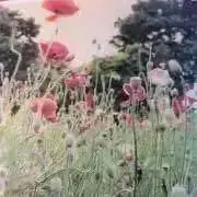 したごやの画像
