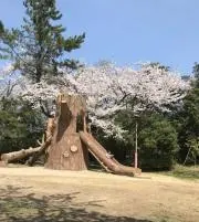 カズ