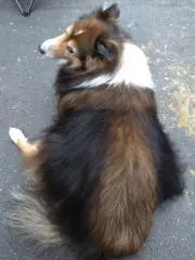 プロフ必読・クレーマーお断り・ハッピー犬の画像