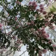 ボンドの画像