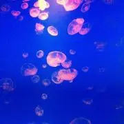 ゅーの画像