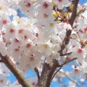いとうの画像