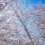 Rの画像