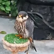 Rの画像