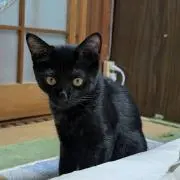 ジジ