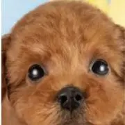 こぐまの画像