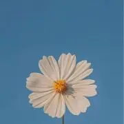 mamiの画像