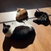 コリペナコパン