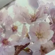 ナナ(複数買い様お値引き頑張ります)の画像