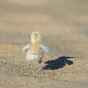 はっぱの画像