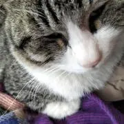 かゆらの画像
