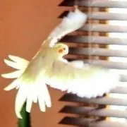 KIKIの画像