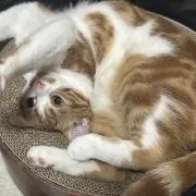 すーこの助の画像