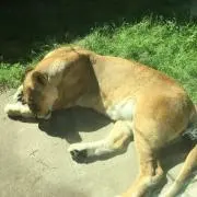 ひげさんの画像