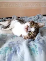 ちゃこちゃん
