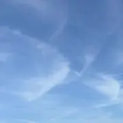 咲の画像